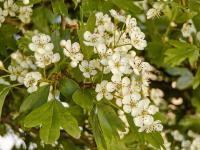 Crataegus monogyna (Hloh jednosemenný)