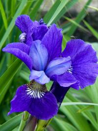 Iris sibirica (Kosatec sibiřský)