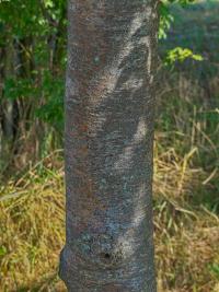 Sorbus aucuparia (Jeřáb ptačí)