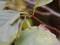 Alnus glutinosa (Olše lepkavá)