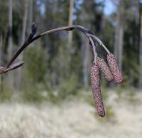 Alnus glutinosa (Olše lepkavá)