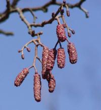 Alnus glutinosa (Olše lepkavá)