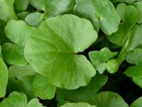 Ficaria verna (Orsej jarní)