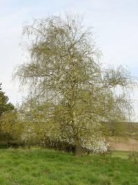 Betula pendula (Bříza bělokorá)