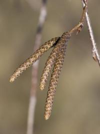 Betula pendula (Bříza bělokorá)