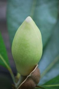 Magnolia grandiflora (Šácholan velkokvětý)