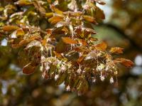 Fagus sylvatica (Buk lesní 'Atropunicea')