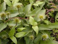 Clematis patens            'The President'  clematis fruits