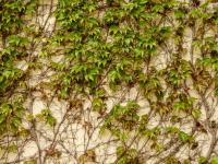 Parthenocissus tricuspidata (Loubinec trojlaločný 'Veitchii')