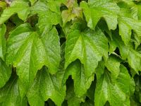 Parthenocissus tricuspidata (Loubinec trojlaločný 'Veitchii')