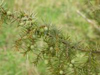 Juniperus communis (Jalovec obecný)