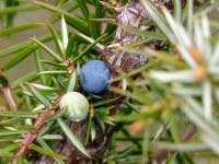 Juniperus communis (Jalovec obecný)