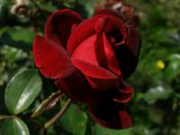 Rosa    'Le Rouge et Le Noir'  Rose flowers