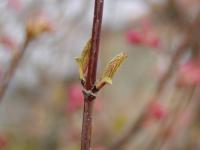 Viburnum farreri (Kalina vonná)