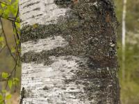 Betula pendula (Bříza bělokorá)