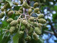Alnus glutinosa (Olše lepkavá)
