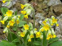 Primula veris (Prvosenka jarní)