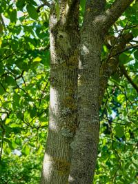 Juglans regia (Ořešák královský)