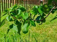 Juglans regia (Ořešák královský)