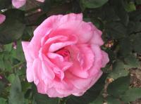 Rosa    'Queen Elizabeth'  Rose flowers