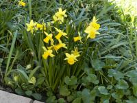Narcissus (Narcis 'Tete a Tete' - Ostatní narcisy)