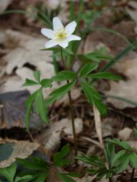 Anemone nemorosa (Sasanka hajní)