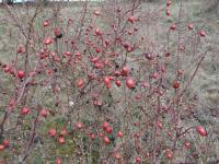 Rosa canina (Růže šípková)