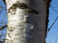 Betula pendula (Bříza bělokorá)