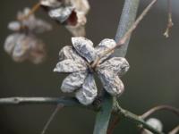 Euonymus europaeus (Brslen evropský)