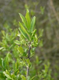 Euonymus europaeus (Brslen evropský)