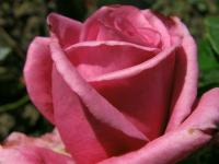 Rosa (Růže 'Shocking Blue' - Mnohokvěté růže)