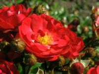 Rosa (Růže 'Fairy Dance' - Mnohokvěté růže)