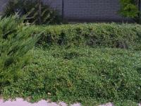 Cotoneaster dammeri (Skalník Dammerův 'Skogholm')
