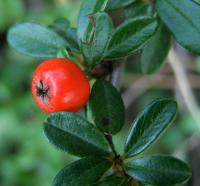 Cotoneaster dammeri (Skalník Dammerův 'Skogholm')