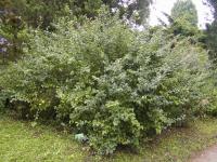 Cydonia oblonga (Kdouloň obecná)