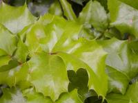 Mahonia aquifolium (Mahonie cesmínolistá)