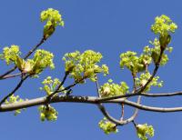 Acer platanoides (Javor mléč)