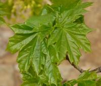 Acer platanoides (Javor mliečny)