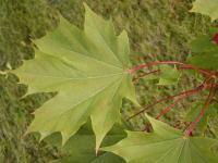 Acer platanoides (Spitzahorn)