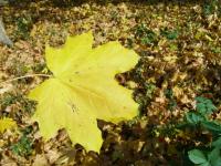 Acer platanoides (Spitzahorn)