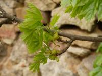 Acer platanoides (Spitzahorn)