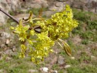 Acer platanoides (Norway maple)