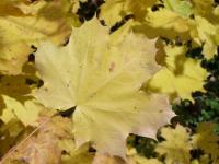 Acer platanoides (Norway maple)