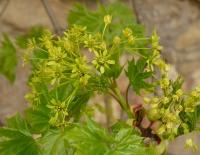 Acer platanoides (Norway maple)