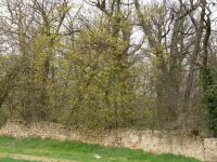 Acer platanoides (Norway maple)