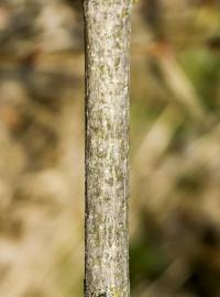 Acer platanoides (Norway maple)