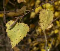 Betula pendula (Breza previsnutá)