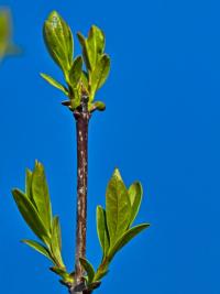 Ligustrum vulgare (Wild Privet)
