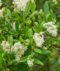 Ligustrum vulgare (Wild Privet)