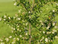 Ligustrum vulgare (Wild Privet)
